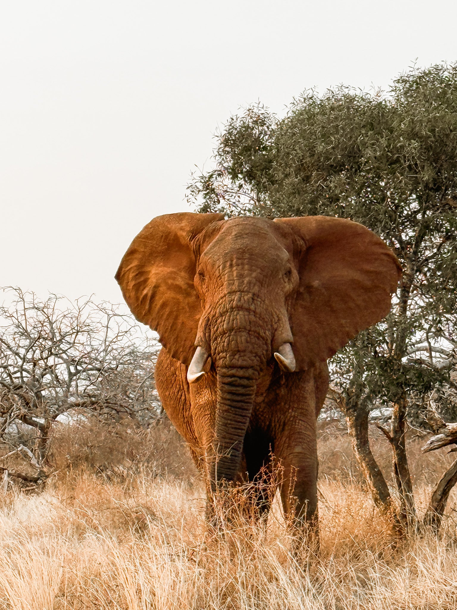 Secret Gems of Kenya Tour
