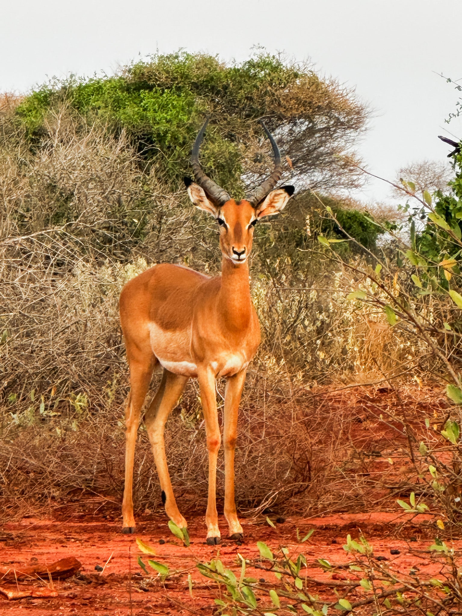 Secret Gems of Kenya Tour